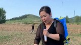 农村媳妇在地里干活，也要唱一首《干就完了》，好听极了！