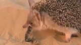 雄狮惨遭十几只鬣狗掏肛，雄狮痛的发出撕心惨叫，结局发生神反转