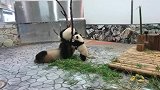 这绝对不是亲妈熊猫妈妈暴打熊猫宝宝，史无前例