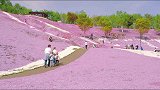想与你在山野间去追一阵粉色的风.