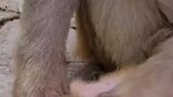 小猴子没了呼吸，猴妈依旧努力唤醒小宝宝