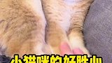 小猫咪的好胜心有多强？爪爪一定在上面！