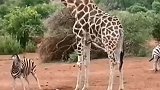 斑马在长颈鹿面前秀小短腿，过程太搞笑