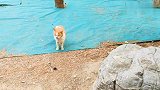 流浪猫的领地也不是随便进入的，看看橘猫用什么方式驱赶闯入者的