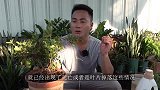 夏季杜鹃如何“保命”，这招简单粗暴又有效