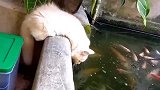 猫咪第一次看到这么多鱼，太激动了！