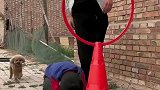 这是什么操作呀，狗狗跳圈训练原来是这样的！