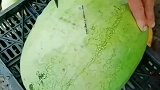 老公买回家一个大西瓜，感觉比一般的西瓜更重