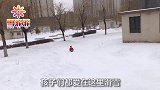 雪地里来了一只小狐狸，坐上雪橇就滑雪，萌萌哒好可爱呀！