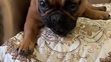 金毛和法斗犬把“人生真谛”总结的太形象，话粗理不粗