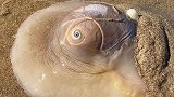 赶海发现拳头一样大的猫眼螺