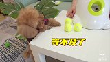 给狗狗过生日送自动发球机，会发生什么小泰迪：好嗨哟！