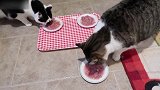 卧在角落里的猫咪，咋看上去这么凄凉呢，真想抱回家！