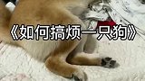 如何搞烦一只狗，蓄力这么长时间的大招居然空了