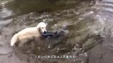 狗狗对着水里的鱼狂吠，鱼儿生气了，下一秒，主人笑到停不下来