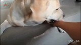 拉布拉多犬：我怎么能有你这么烦人的主人！我就想歇一会！