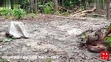 猩猩用袋子把自己装起来，猩猩看不见我看不见我