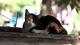 花猫是一只胆小的流浪猫,看到食物不敢去吃,怕那只黑猫