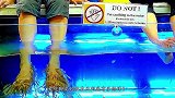 爱吃脚皮的温泉鱼到底有多恐怖？老外用大鱼测试，看完瑟瑟发抖