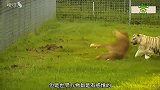 狮子看到多年的救命恩人，下一秒狂奔扑倒恩人，镜头拍下全过程