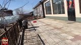 农民王小：女神节60岁老爸竟说啥了脸瞬间红了，老妈差点笑喷