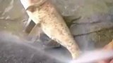 高压水枪去鱼鳞，这是活阎王？