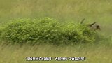 一只疣猪对抗十几只野狗，做一反常举动巧妙脱险，镜头记录全过程