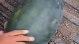 用心挑出来的西瓜不一样