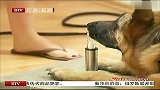 德国训练嗅癌犬为人辨肺癌