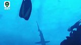 埃及兄弟岛一游客潜水时被鲨鱼咬住腿部惊险瞬间曝光