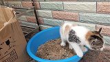 生活在农村的猫，真的不需要猫砂。