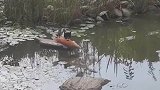 猫咪在池塘内，叼起一条鱼后跑上岸