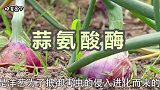 教你三个切洋葱不流泪的小妙招，方法简单有效，再也不怕切洋葱了