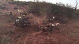 野狗群围住疣猪，不停地攻击撕咬它，太凶狠了