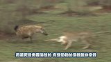 戏精猫鼬为接近大鸟，故意跑到面前装死，好笑的话请大声地笑出来