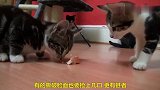 小奶猫玩耍时是朋友是兄弟，吃食物时是敌人是对手，太现实了