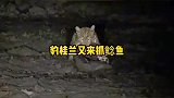 花豹竟然混到泥潭里抓鲶鱼，悲哀啊