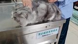 打疫苗超乖的小猫咪怎么平时揍我那么凶呢！