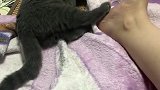 猫：把你的臭脚拿开，真恶心！