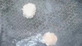 手把手教你家常肉丸汤，做法简单，鲜嫩爽滑Q弹有嚼劲