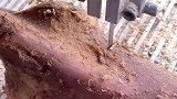 戒指是用骨头做的，你们信不信，说出原材料这戒指绝对没人赶买！