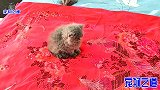 邻居两只狗狗来串门，家里猫咪们集体变怂，胖公猫突然跟主人翻脸