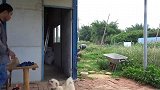 老三院子买了个新砧板，实木松树砧板花了五十零五毛，划算吗？
