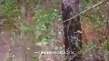 动物：狮子用调虎离山计捕食幼崽，豹子妈妈闻讯赶来报仇