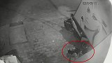 没有监控录像都不敢相信，偷狗的当街抢狗太猖狂