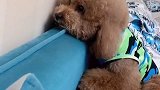 狗狗这表演能拿个奥斯卡表演奖了吧狗狗故事