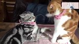 2只猫咪打架，看笑了网友：这不就是我和女朋友的日常吗？