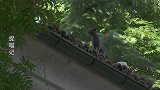 捉喵记：猫咪爬到屋顶不敢下来，主人只好用香肠安慰它