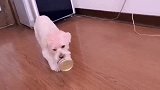 泰迪龙肉球给大家展示它的技能，看完没有不狠狠点赞的！