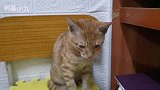 都说：猫来穷，狗来富，家里跑来一只漂亮的流浪猫，要不要留下？